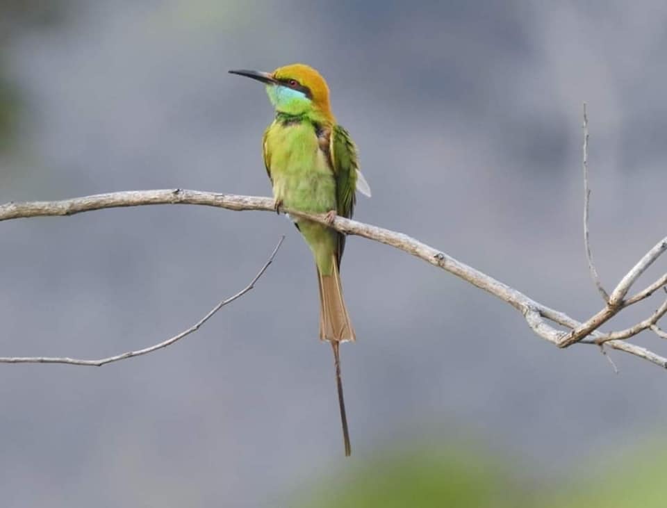 Small Green bee-eater