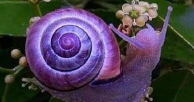 ஊதா கடல் நத்தை Violet sea snail